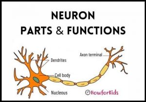 Types of Neurons: Parts and Functions