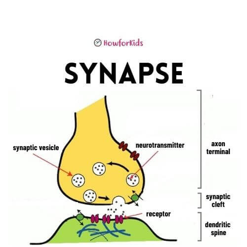 Types of Synapses for students