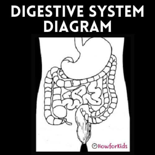 What Organs make up the Digestive System?
