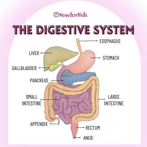 Digestive Process for Kids: Where does my food go after I eat it?