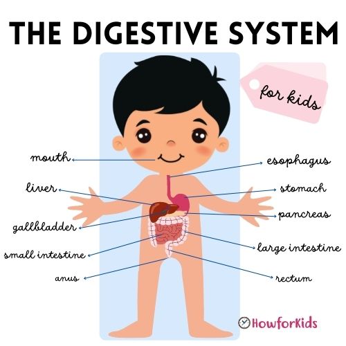How the Digestive System Works: Summary for Kids