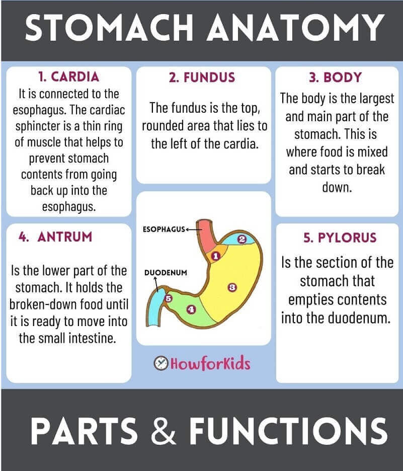 The Stomach Anatomy: Parts and Functions for children
