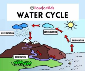 The Water Cycle: explained for kids