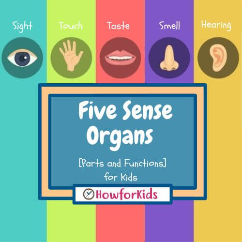 Five Sense Organs [Parts and Functions for Kids]