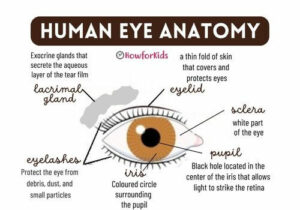 Anatomy and Function of the Eye