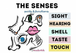 The Five Senses and their Functions