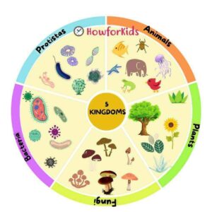 Living Things Classification: The 5 Kingdoms for kids