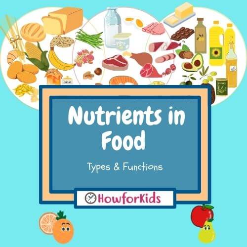 Nutrients in food types and functions