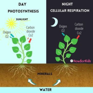 Photosynthesis vs Cellular respiration