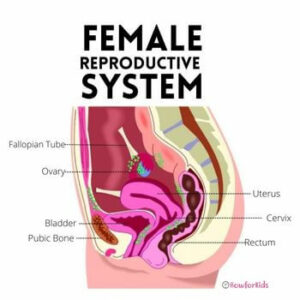 How Does the Female Reproductive System Work?