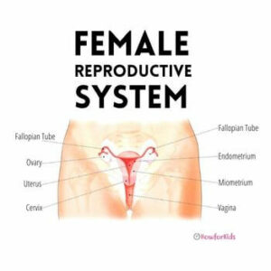 Female Reproductive System Parts and Functions
