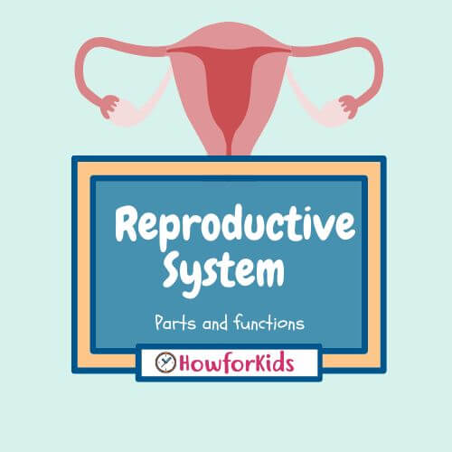 The Reproductive system for teens: Male and female