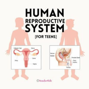 The Female and Male Reproductive System