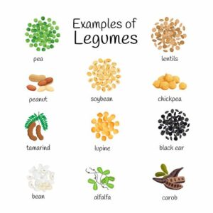 20 Examples of Legumes