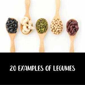 Legumes possess a unique characteristic of developing special structures called nodules on their roots. 