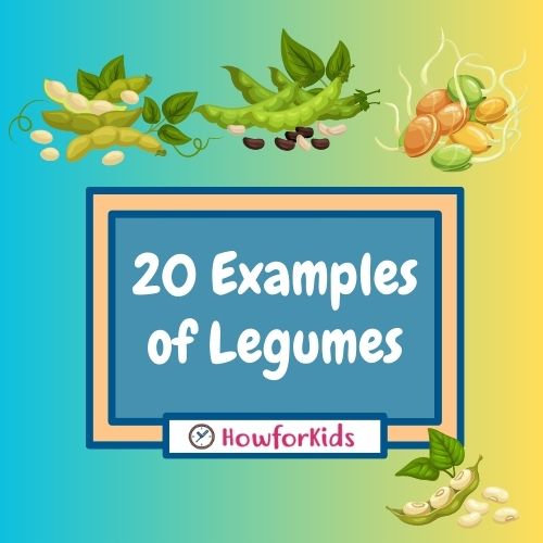 20 Examples of legumes for kids