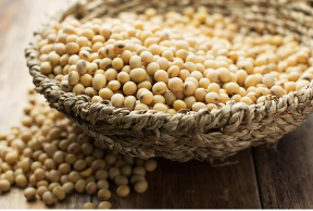 The largest legume crop in the world is the soybean