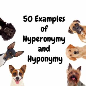 Hypernym Dog