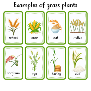 Grasses are found all over the world and have significant economic and ecological importance as they serve as important sources of food, forage, and building materials, in addition to playing a fundamental role in ecosystems.