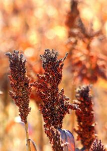 Examples of Grass Plants: Sorghum