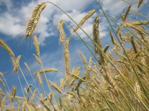 Examples of Grass Plants: Wheat