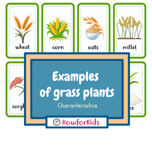 Examples of grass plants