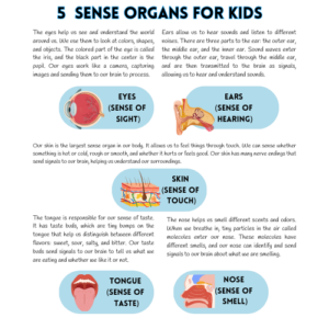 Five Sense Organs [Parts and Functions 