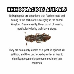 Examples of Rhizophagous Animals