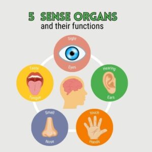 Five Sense Organs [Parts and Functions 
